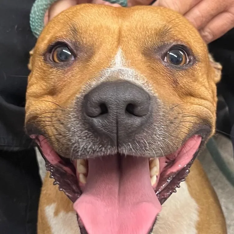 Smoke  Handsome Love thumbnail 2