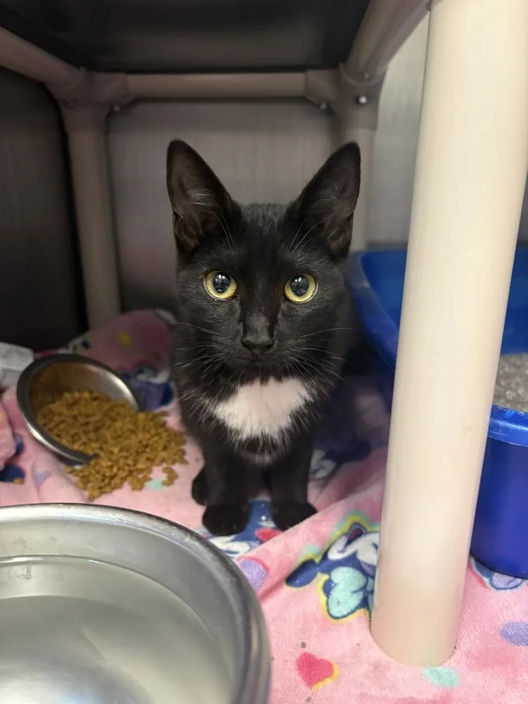 A baby small-sized female Black & White / Tuxedo Domestic Short Hair cat named Duenna for adoption in Bowling Green, OH