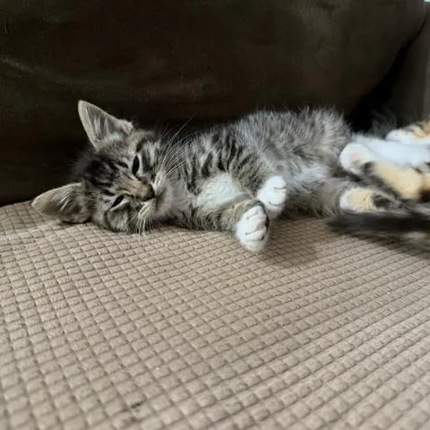 A baby medium-sized male Tabby (Brown / Chocolate) Domestic Short Hair cat named Boots for adoption in Houston, TX