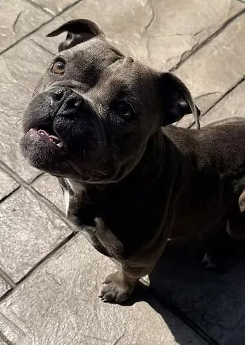 An adult medium-sized female American Bulldog dog named Short & Stack for adoption in Racine, WI