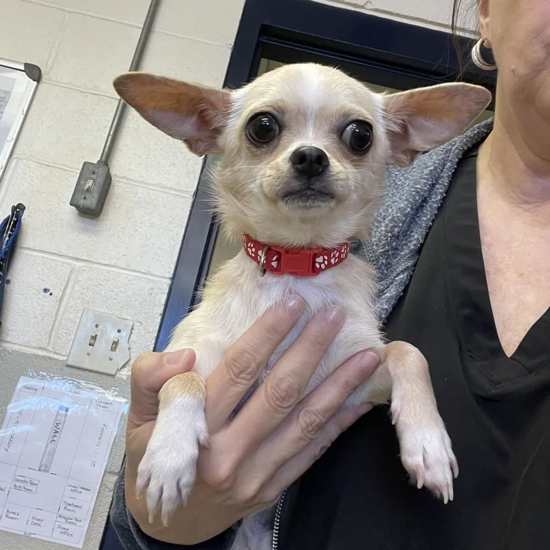 A young small-sized male Yellow / Tan / Blond / Fawn Chihuahua dog named Butter for adoption in Durham, NC