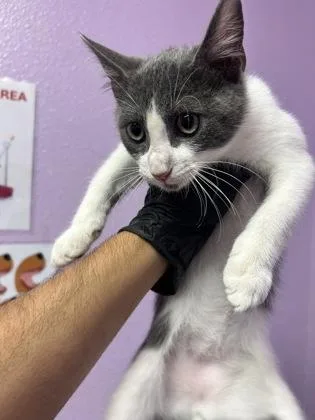 A baby small-sized male White Domestic Short Hair cat named 61339602 for adoption in El Paso, TX