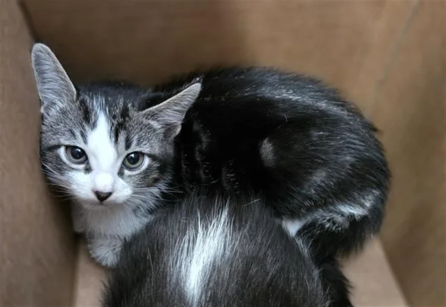 A baby medium-sized male Domestic Short Hair cat named Donovan for adoption in Dallas, TX