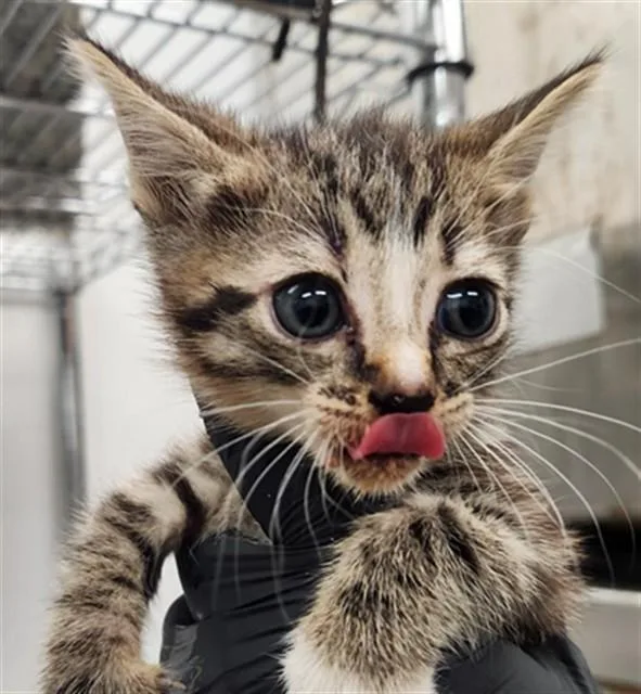 A baby small-sized female Domestic Short Hair cat named Maisey for adoption in Fort Lauderdale, FL