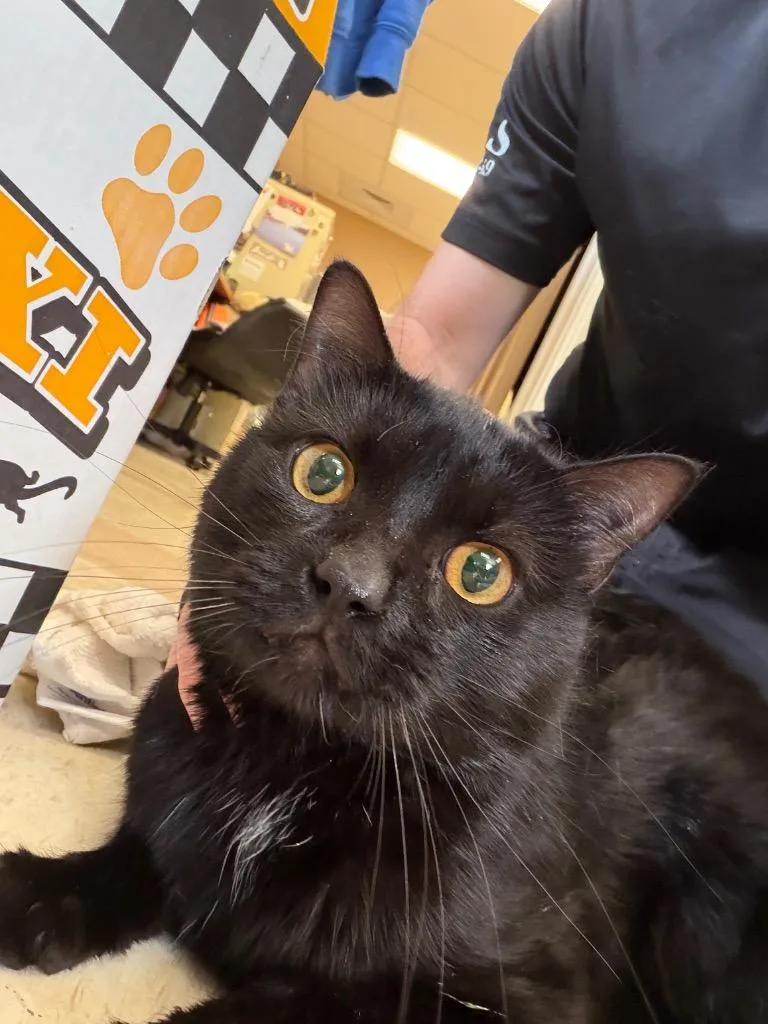 A young small-sized male Domestic Short Hair cat named Power for adoption in Maumelle, AR