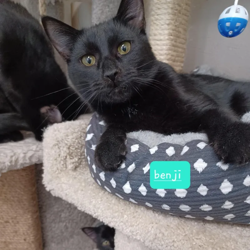 A young medium-sized male Black Domestic Short Hair cat named Benji for adoption in Walworth, WI
