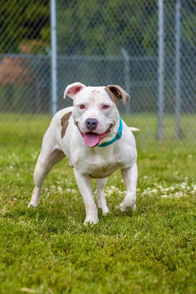 An adult large-sized male Pit Bull Terrier dog named Petey for adoption in Valparaiso, IN