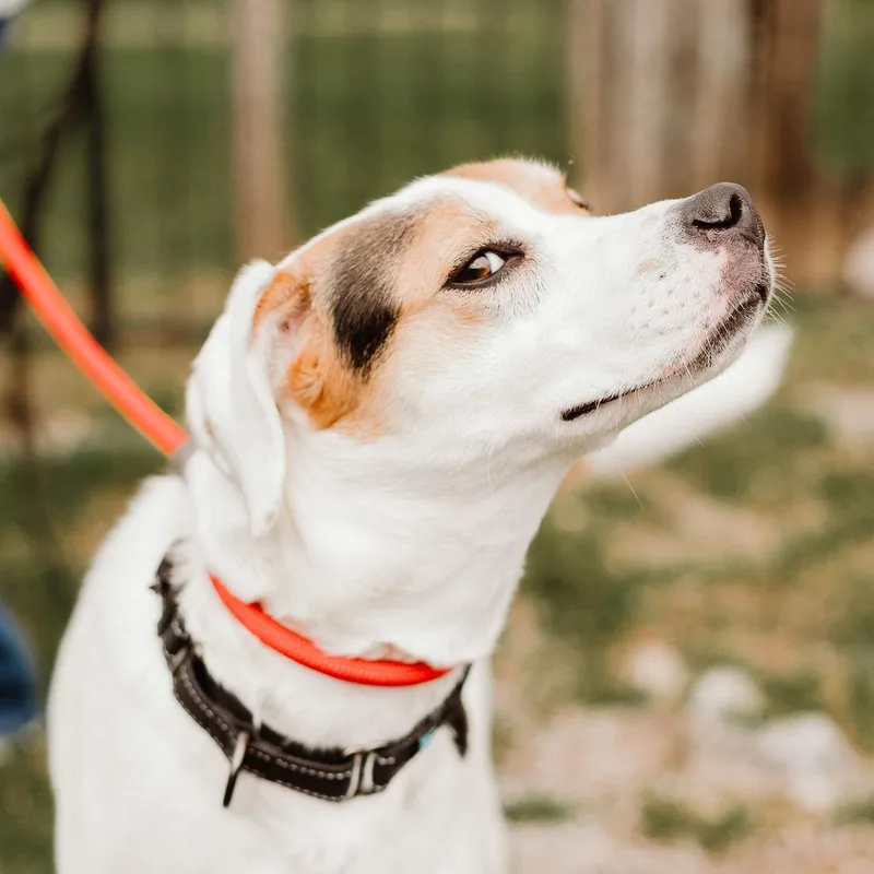 Emmy Lou thumbnail 2