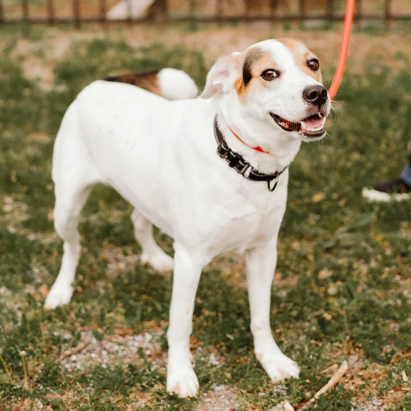 Emmy Lou thumbnail 4