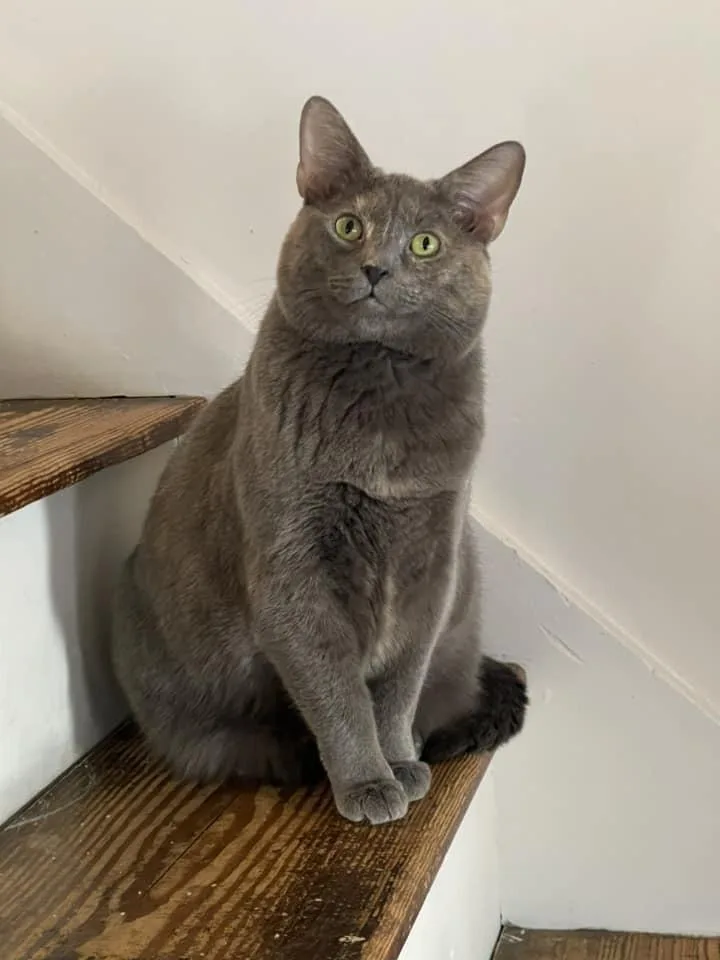 Jova Tcc thumbnail 2