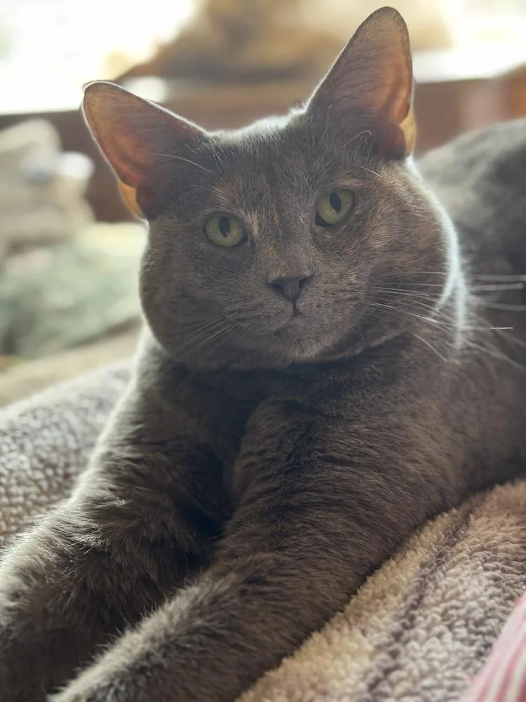 Jova Tcc thumbnail 5