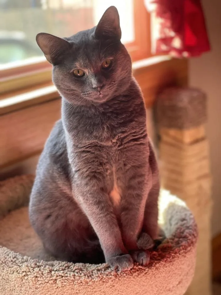 Jova Tcc thumbnail 6