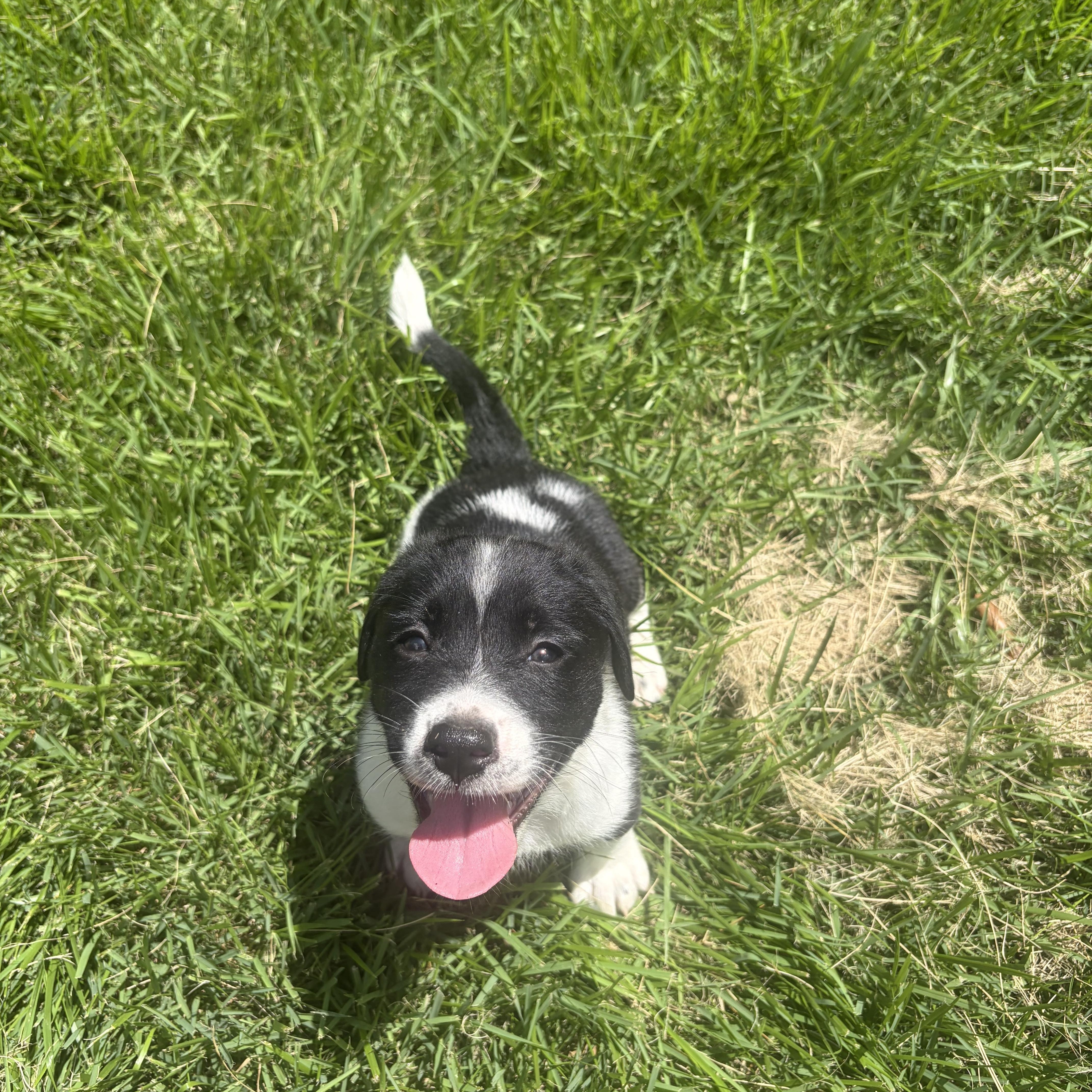 A baby medium-sized male English Springer Spaniel dog named Beau for adoption in Cordova, TN