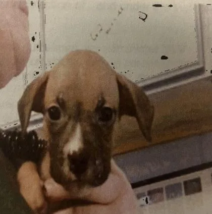 A baby small-sized female Boxer dog named Egypt for adoption in Daytona Beach, FL