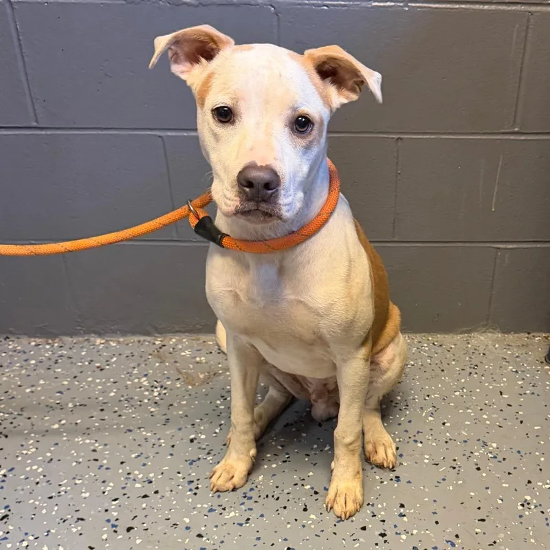 A young medium-sized male Brown / Chocolate American Bulldog dog named Pup for adoption in Tuscaloosa, AL