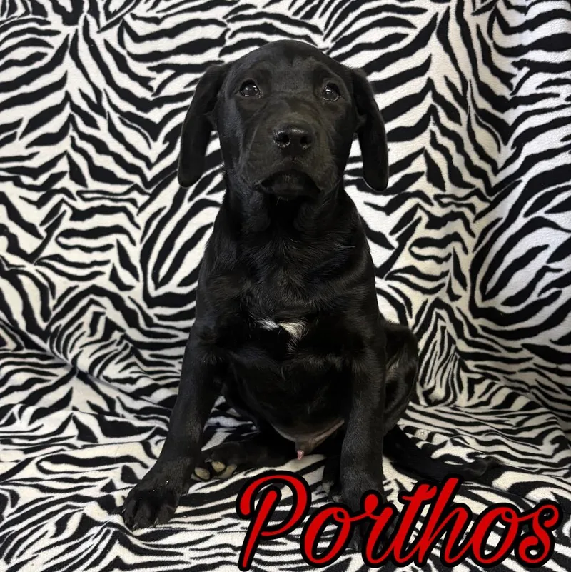 A baby medium-sized male Pit Bull Terrier dog named Porthos for adoption in Hillsboro, OH