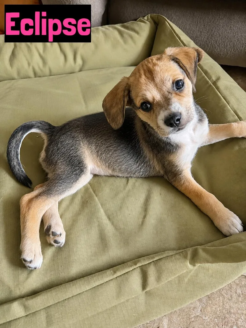 A baby medium-sized female Beagle dog named Eclipse for adoption in Grand Rapids, MI