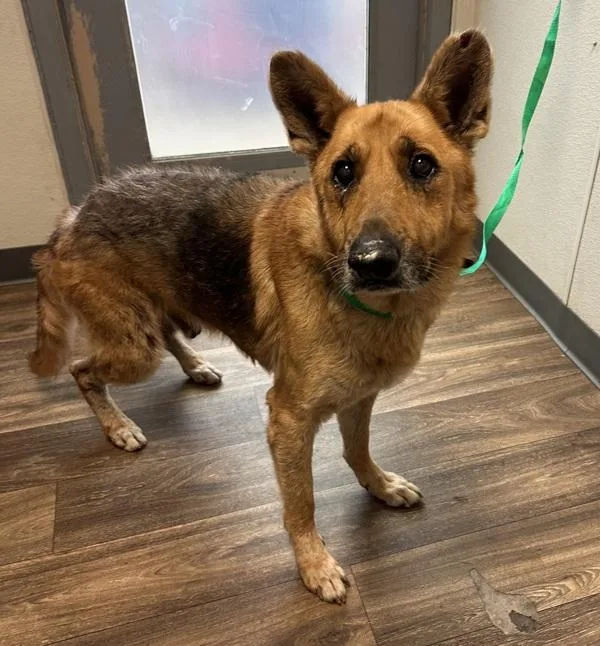 A senior large-sized male German Shepherd Dog dog named Velvet for adoption in San Diego, CA