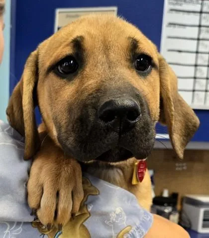 A baby extra large-sized female Brown / Chocolate Mixed Breed dog named Fender for adoption in Stanwood, WA