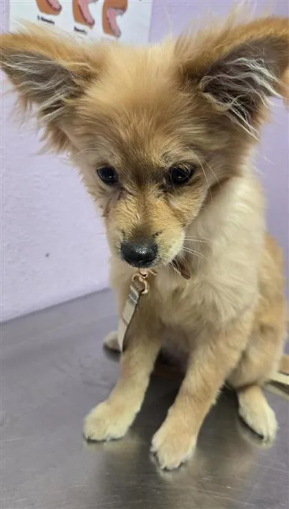 A baby small-sized male Yellow / Tan / Blond / Fawn Mixed Breed dog named 61377810 for adoption in El Paso, TX