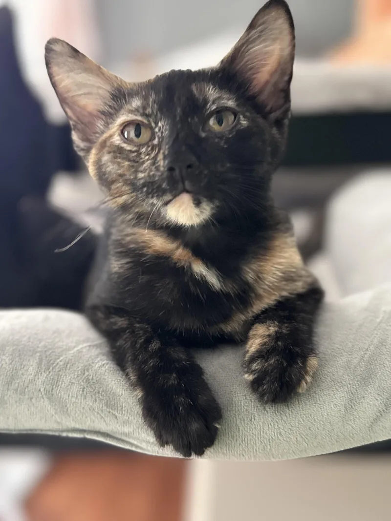 A young medium-sized female Tortoiseshell Domestic Short Hair cat named Slap Dash for adoption in Guthrie, OK