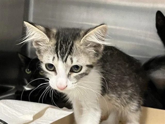 A baby small-sized female Brown / Chocolate Domestic Medium Hair cat named Missy for adoption in Tavares, FL
