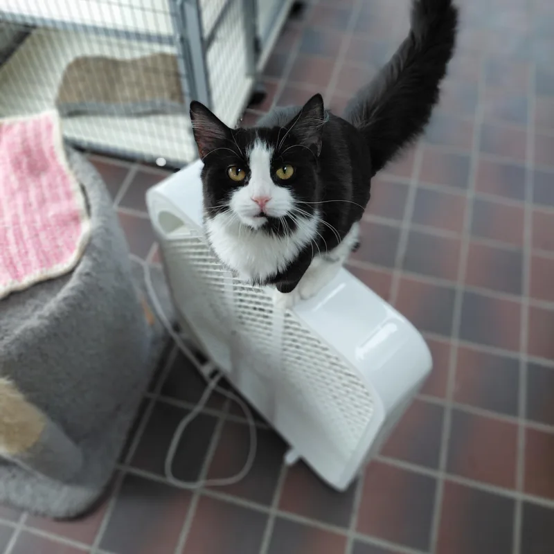 A young medium-sized female Black & White / Tuxedo Domestic Long Hair cat named Poppie for adoption in Littleton, NH