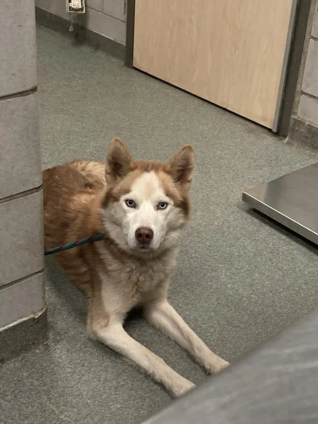 An adult medium-sized male Husky dog named Drako for adoption in Dallas, TX