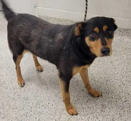 An adult large-sized female Black Shepherd dog named Meadow for adoption in Kansas City, MO
