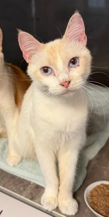 An adult medium-sized female Orange & White Domestic Short Hair cat named Clarice for adoption in Omaha, NE