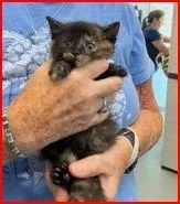A baby medium-sized female Domestic Short Hair cat named Iris for adoption in Cumberland, ME
