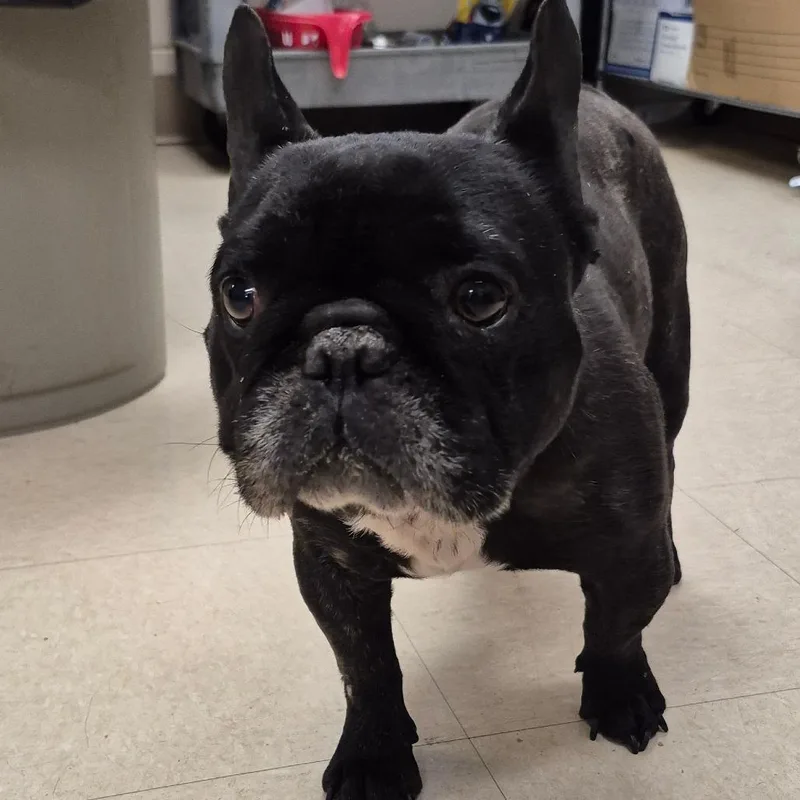 An adult small-sized male Black French Bulldog dog named Virgil for adoption in Lake Panasoffkee, FL