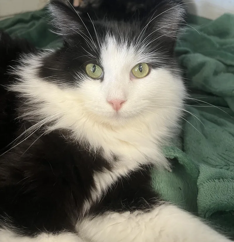 A young medium-sized male Domestic Long Hair cat named Dice for adoption in Johnston, RI