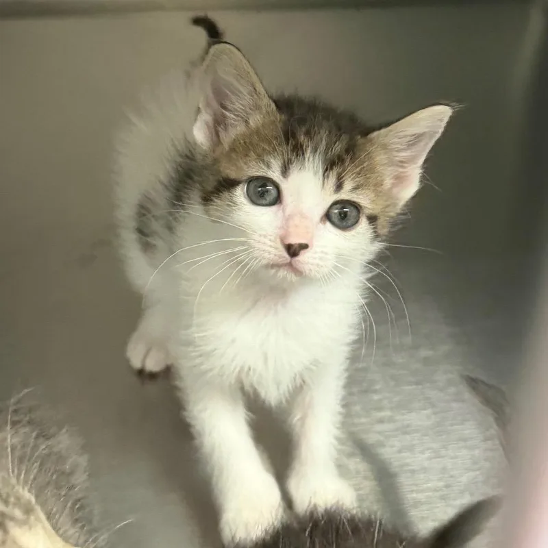 A baby small-sized female White Domestic Short Hair cat named Cracky for adoption in Blairsville, GA