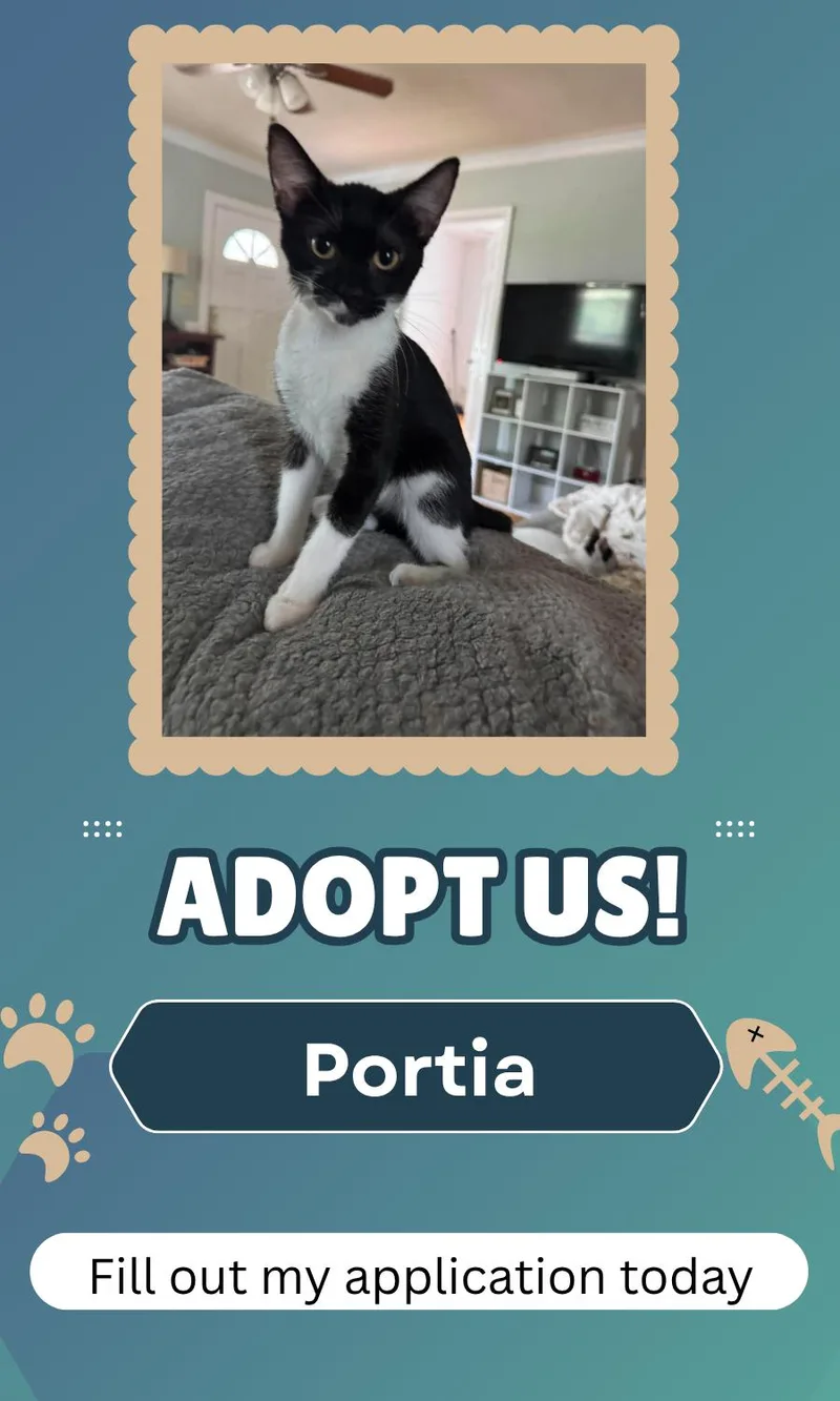 A young medium-sized female Black & White / Tuxedo Domestic Short Hair cat named Portia for adoption in Marion, IN