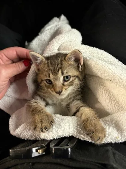 A baby small-sized female Domestic Medium Hair cat named Myrcle for adoption in Gainesville, FL