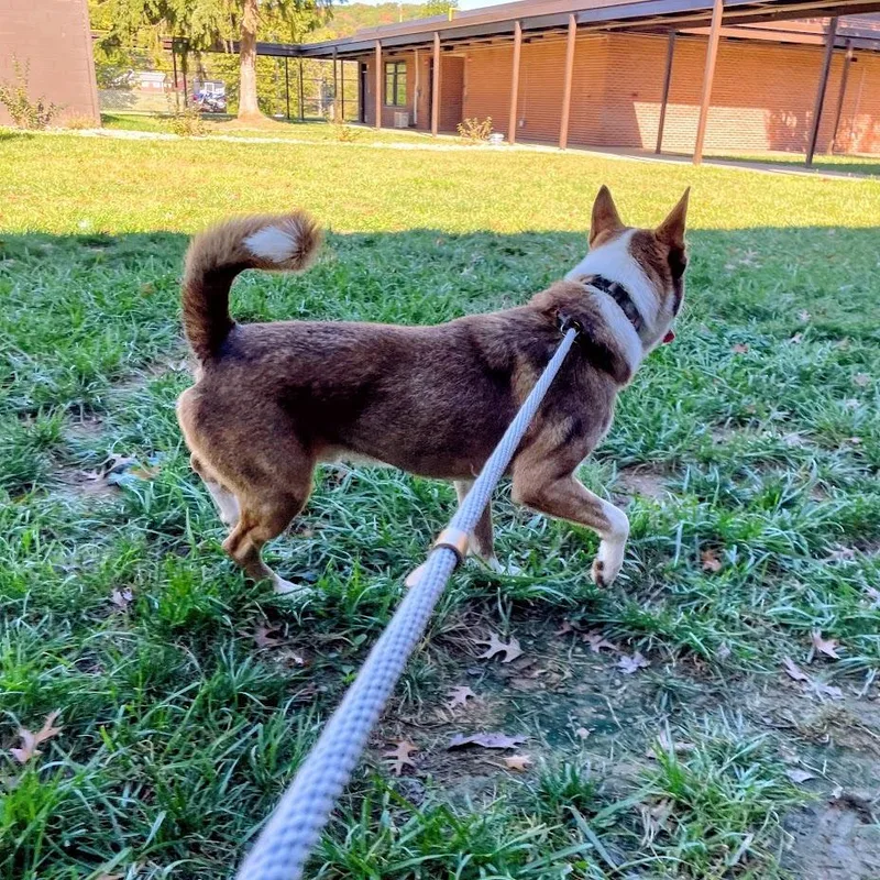An adult medium-sized male Husky dog named Jigsaw for adoption in Verona, VA