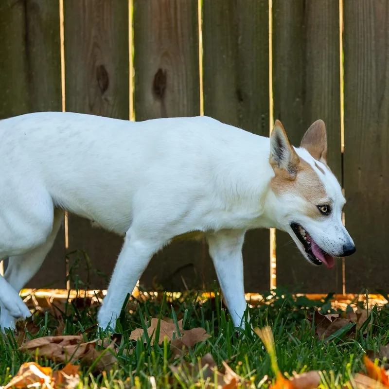 Mint Julep thumbnail 2