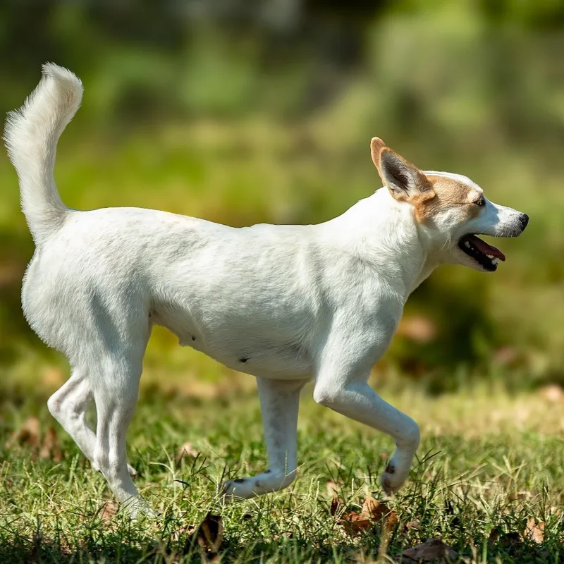 Mint Julep thumbnail 3