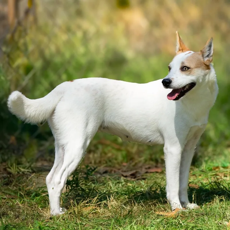 Mint Julep thumbnail 4