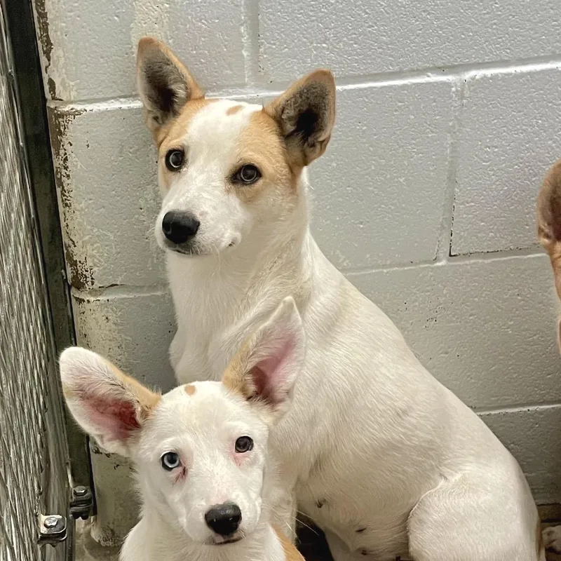 Mint Julep thumbnail 5