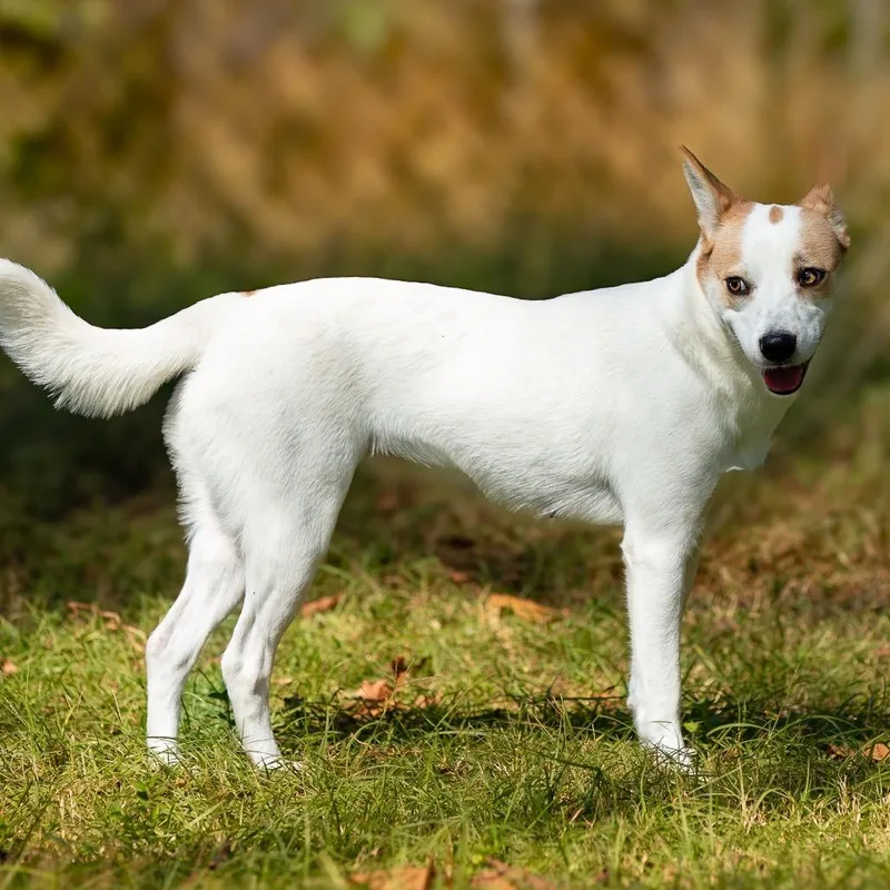 Mint Julep thumbnail 6