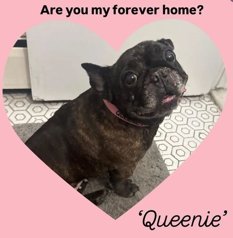 Queenie thumbnail 3