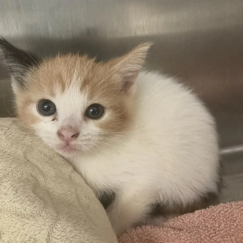 A baby small-sized female White Domestic Short Hair cat named Twinkie for adoption in Attica, NY