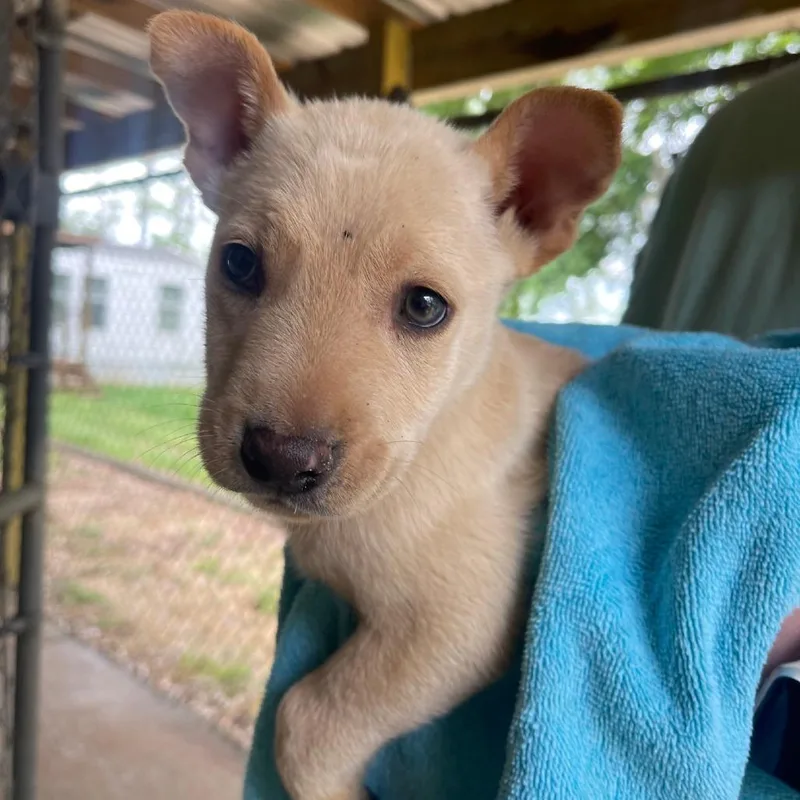 A baby small-sized male White / Cream Mixed Breed dog named Lenny for adoption in Valley, AL