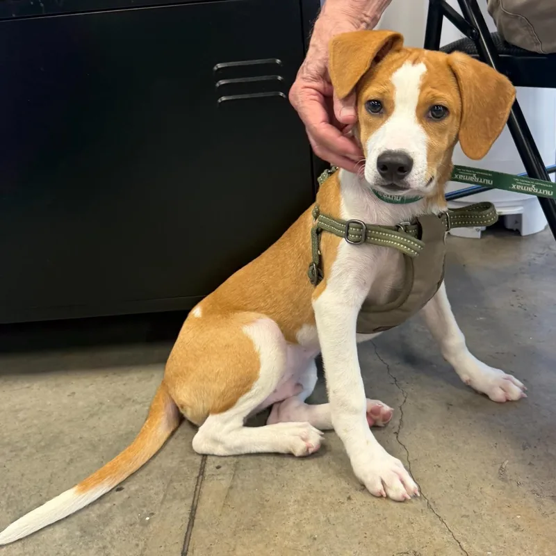 A baby small-sized male Beagle dog named Clovis for adoption in Lancaster, SC