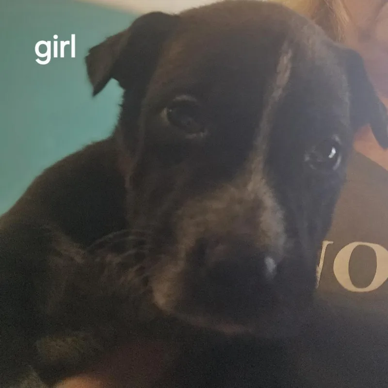 Willow And  Puppies thumbnail 2