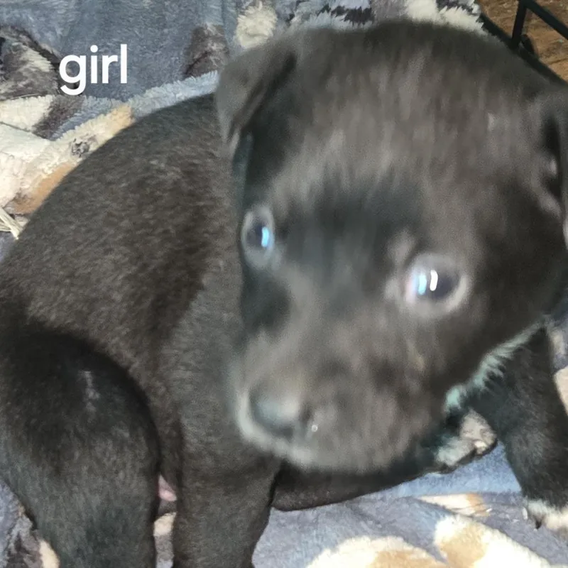 Willow And  Puppies thumbnail 3