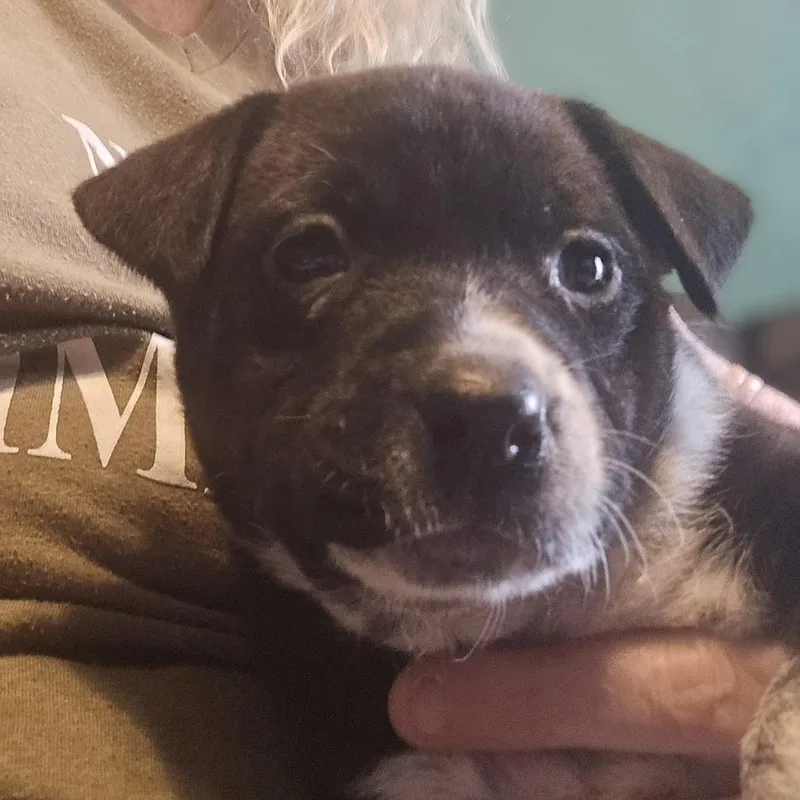 Willow And  Puppies thumbnail 4