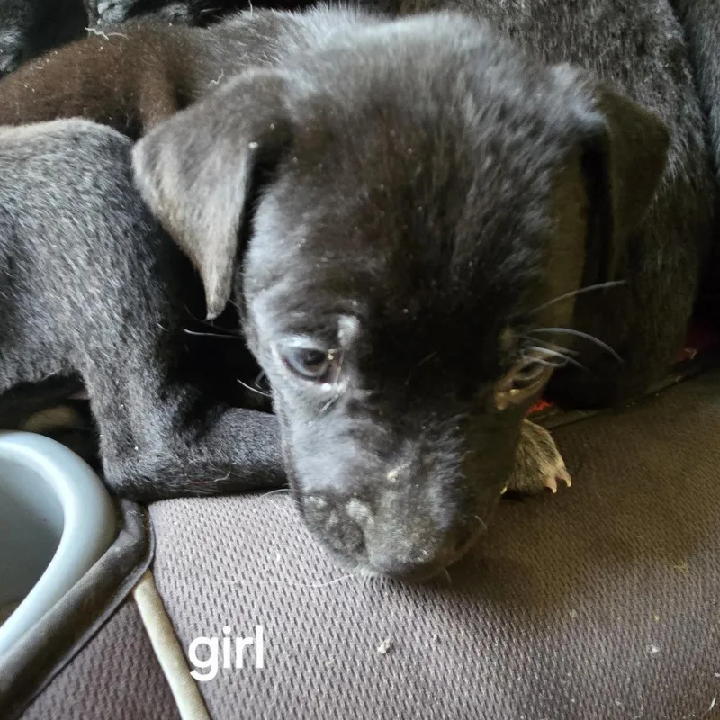 Willow And  Puppies thumbnail 5